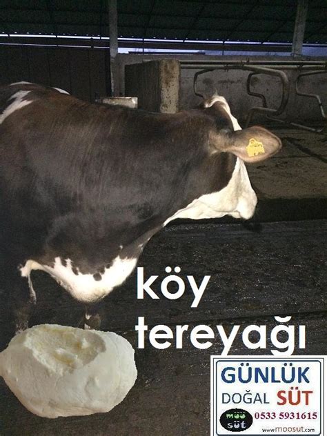 manda sütüyle inek sütü karıştırılır mı